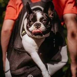 Sport Pet Dog Backpack Hiking Black Gray Canine Carrier Size M Cat Puppy